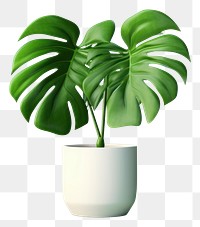 PNG Plant leaf houseplant freshness. 