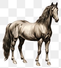 PNG Drawing horse stallion animal. 