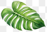 PNG Leaf plant freshness. 