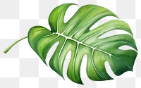 PNG Leaf plant transparent background xanthosoma. 