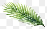 PNG Leaf plant tree  