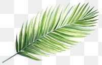 PNG Leaf plant tree  