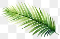 PNG Leaf plant tree  