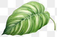 PNG Leaf plant transparent background xanthosoma. 