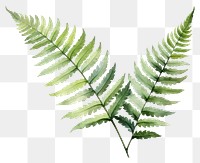 PNG Fern plant leaf transparent background. 