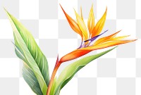 PNG Flower plant petal leaf. AI generated Image by rawpixel.