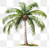 PNG Tree coconut plant transparent background. AI generated Image by rawpixel.