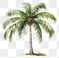 PNG Tree coconut plant transparent background. 