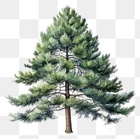 PNG Tree pine plant fir transparent background