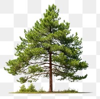 PNG Tree pine plant fir transparent background