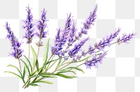 PNG Lavender blossom flower plant