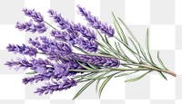 PNG  Lavender flower plant inflorescence
