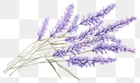 PNG Lavender flower plant  