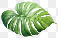 PNG Leaf plant white background xanthosoma. 