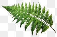 PNG Plant fern leaf freshness. 