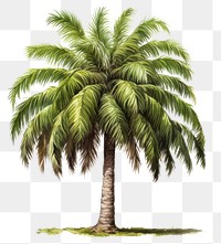 PNG Tree coconut plant transparent background. 