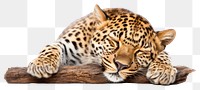 PNG Wildlife leopard cheetah animal. AI generated Image by rawpixel.