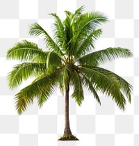 PNG Tree coconut plant transparent background. 