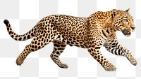 PNG Leopard wildlife cheetah animal