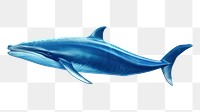 PNG Whale dolphin animal mammal. 