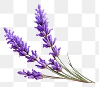 PNG Lavender blossom flower plant. 