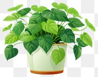 PNG Plant green leaf houseplant transparent background