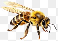 PNG Bee animal insect hornet transparent background