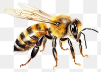 PNG Bee animal insect hornet transparent background