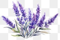 PNG Lavender blossom flower plant. 