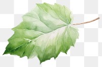 PNG Leaf plant tree transparent background. 