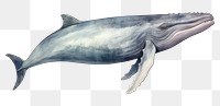 PNG Whale animal mammal fish. AI generated Image by rawpixel.