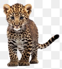 PNG Leopard wildlife cheetah animal. AI generated Image by rawpixel.