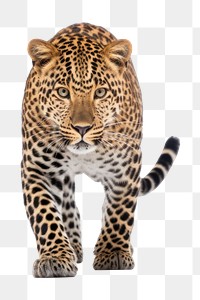 PNG Leopard wildlife animal mammal. 