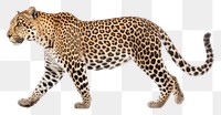 PNG Leopard wildlife cheetah animal. 