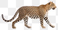 PNG Leopard wildlife animal mammal. 