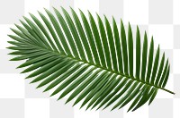 PNG Leaf plant tree white background. AI generated Image by rawpixel.