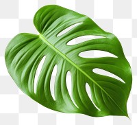 PNG Leaf plant white background xanthosoma. AI generated Image by rawpixel.