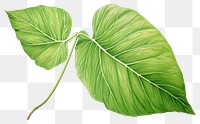 PNG Plant green leaf transparent background