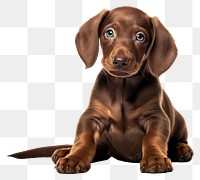 PNG  Mammal animal puppy dog. AI generated Image by rawpixel.