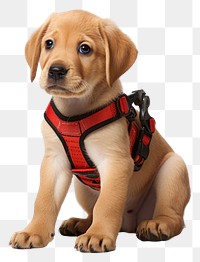 PNG Animal mammal puppy dog. AI generated Image by rawpixel.