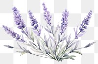 PNG Lavender blossom flower plant. 