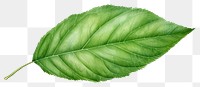 PNG Leaf plant transparent background freshness. 