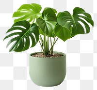 PNG Plant leaf houseplant transparent background