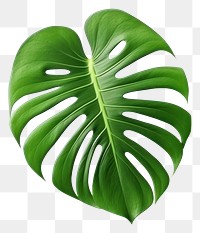 PNG Leaf plant white background xanthosoma. 