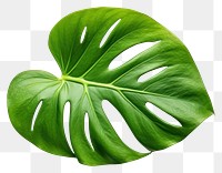 PNG Leaf plant white background xanthosoma. 