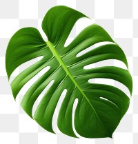 PNG Leaf plant white background xanthosoma. 