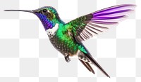 PNG Hummingbird animal wildlife hovering. 