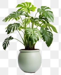 PNG Plant leaf vase transparent background