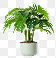 PNG Plant leaf houseplant transparent background