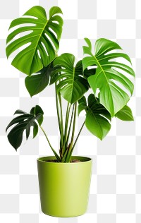 PNG Plant leaf houseplant transparent background